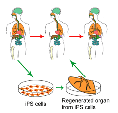 iPS細胞イメージ