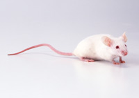 iPS細胞の新培養手法で作った神経幹細胞でマウスの脊髄損傷を回復