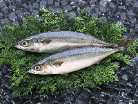 n-3不飽和脂肪酸を豊富に含む青魚